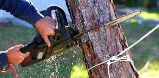 Professional  Tree Services in Grantley, PA