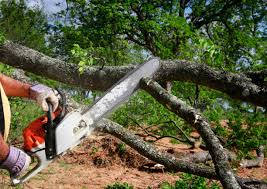 Best Tree Preservation Services  in Grantley, PA