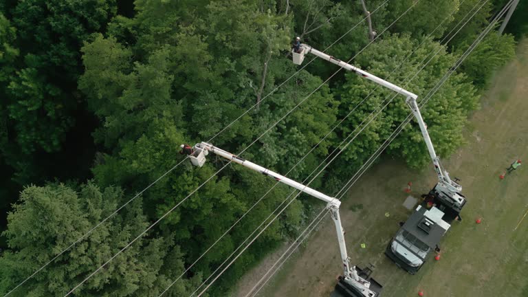 Best Tree Cabling and Bracing  in Grantley, PA